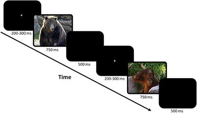 Children's screentime is associated with reduced brain activation during an inhibitory control task: A pilot EEG study